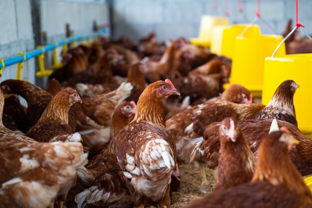 Innovative Vaccines: A Game Changer for Poultry Health